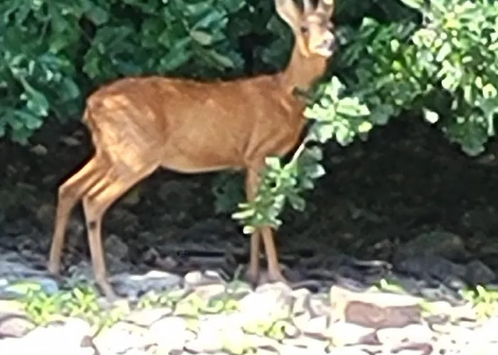 La Ferme De La Semois Au Bord De L'eau 7 Holiday home