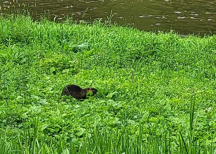 La Ferme De La Semois Au Bord De L'eau 7 Vakantiehuis