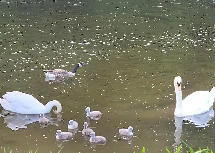 Vakantiehuis La Ferme De La Semois Au Bord De L'eau 7 Laviot
